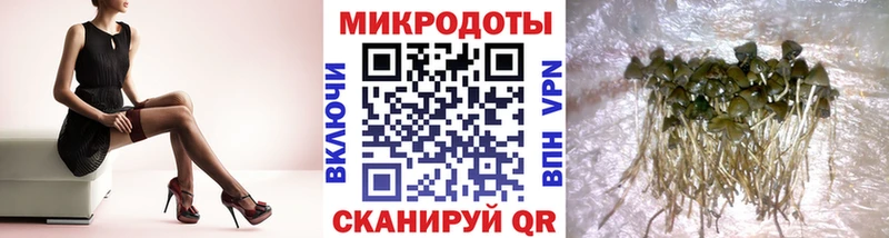Псилоцибиновые грибы Cubensis  Калач 